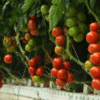 Cherry Tomatoes