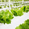 Lettuce Butterhead