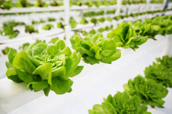 Lettuce Butterhead