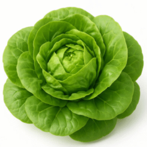 Lettuce Butterhead