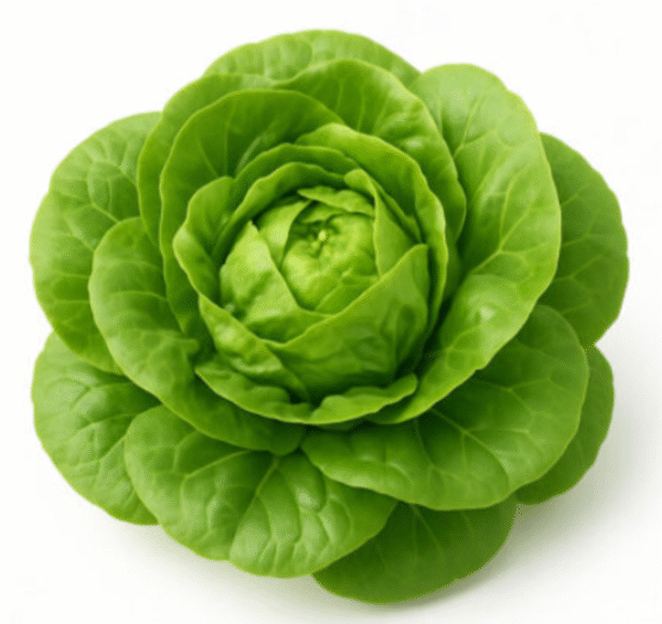 Lettuce Butterhead