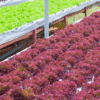 Red Lettuce