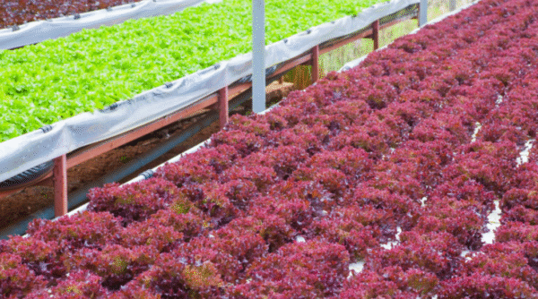 Red Lettuce