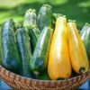 Organic Zucchini