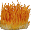 Cordyceps Militaris Mushroom