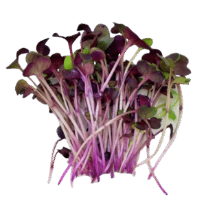 Radish Microgreens