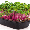 Radish Microgreens