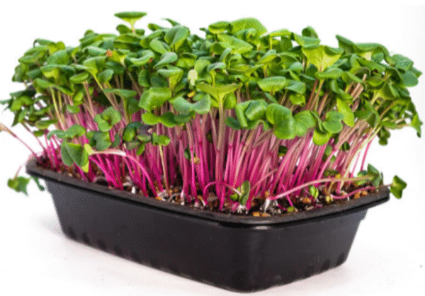 Radish Microgreens